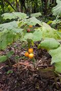 naranjilla